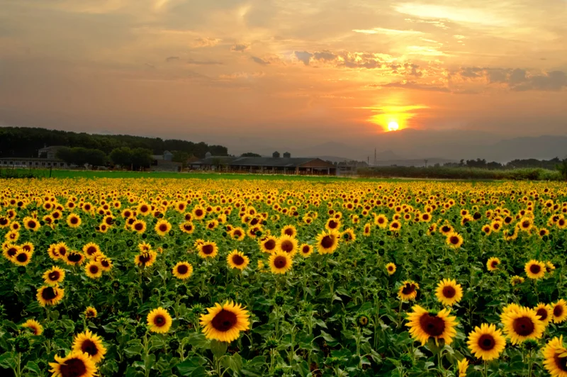 Sunflowers